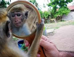scimmie specchio
